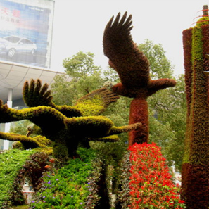 五色草  自然風(fēng)景區(qū) 城市主題公園