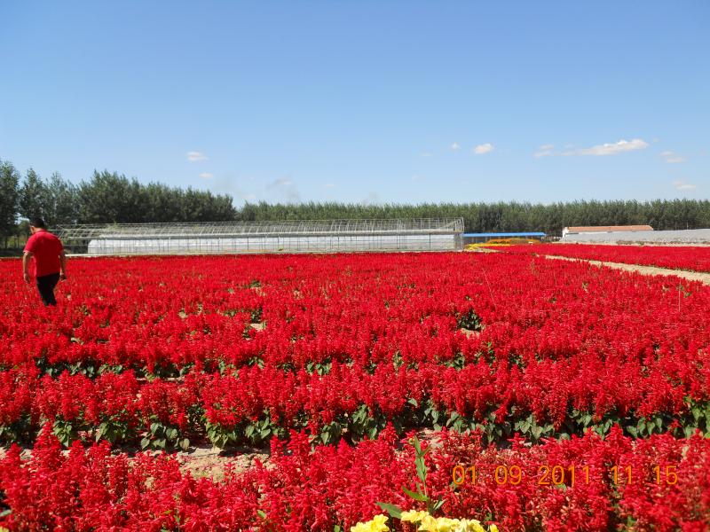 串紅 塞諾爾  花卉種子 赤峰塞諾園藝