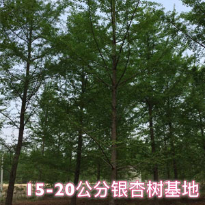 15-20公分銀杏樹基地 銀杏小苗