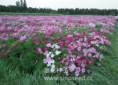 一年生 野花 矮波斯菊