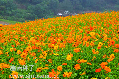 一年生 野花 高硫華菊