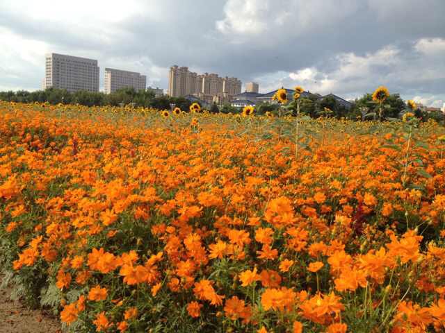 一年生 野花 矮硫華菊