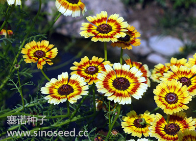 一年生 野花 花環(huán)菊 混色