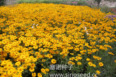 一年生 野花 堆心菊 黃色