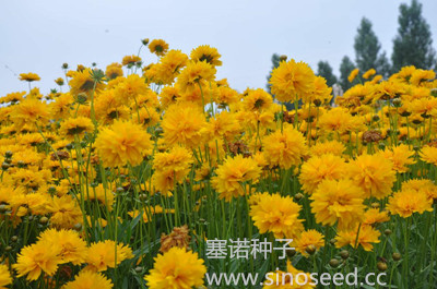 多年生 野花 金雞菊 重瓣 黃