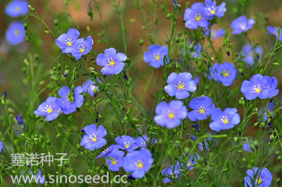 多年生 野花 藍亞麻 藍