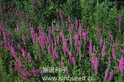 多年生 野花 千屈菜 紫