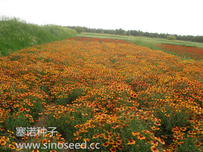 多年生 野花 天人菊 高 紅黃雙色