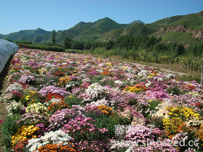 多年生 野花 地被菊 混色