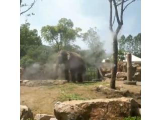 動物園噴霧降溫