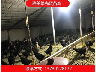 稚美禽業(yè)，綠殼蛋雞苗、黑羽高產(chǎn)綠殼蛋雞、麻羽綠殼蛋雞